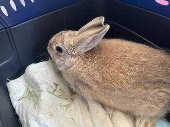 Rescue Bunny Rabbit Rabbits for Adoption in Pasadena, California - A524681 | PetCurious