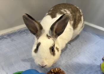 Cardigan -  English Spot Rabbit for Adoption in Westford, Massachusetts - Cardigan | PetCurious