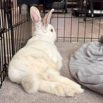 Rescue Californian Rabbits for Adoption in Houston, Texas - Guillermo | PetCurious