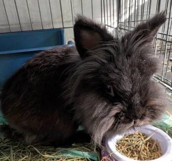 Jade -  Lionhead Rabbit for Adoption in Yorkville, Illinois - Jade | PetCurious