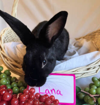 Rescue Bunny Rabbit Rabbits for Adoption in Kalamazoo, Michigan - Lana | PetCurious