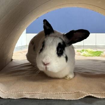 Jaquard -  English Spot Rabbit for Adoption in Pittsburgh, Pennsylvania - Jaquard | PetCurious