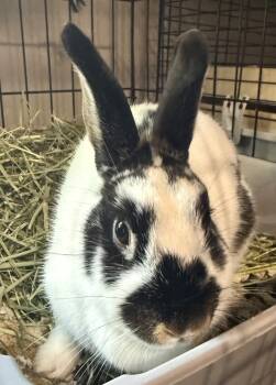 Rescue American Rabbits for Adoption in Pomona, New York - Cookies And Cream | PetCurious