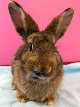 Rescue Lionhead Rabbits for Adoption in Saint Charles, Missouri - Hummingbird | PetCurious