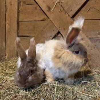 Agate & Topaz -  Angora Rabbit Rabbit Available for Adoption in Oswego, New York - Agate & Topaz | PetCurious
