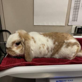 Koko -  American Fuzzy Lop Rabbit for Adoption in Chicago, Illinois - Koko | PetCurious