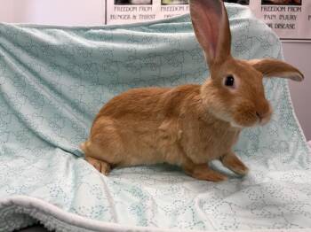 Leonardo -  New Zealand Rabbit for Adoption in Westford, Massachusetts - Leonardo | PetCurious