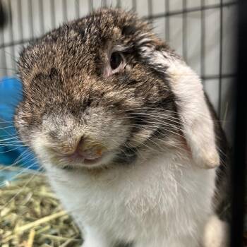 Linkin Parker -  Tan Rabbit for Adoption in Port Charlotte, Florida - Linkin Parker | PetCurious