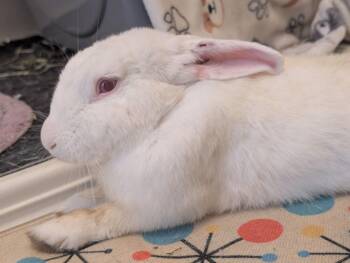 Carlos -  New Zealand Rabbit for Adoption in Naples, Florida - Carlos | PetCurious