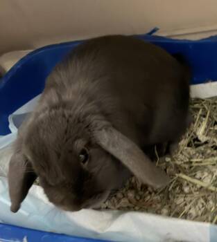 Holland Lop Rabbits Available for Adoption in Westford, Massachusetts - Chelsea | PetCurious