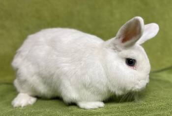 Lucky -  Mini Rex Rabbit for Adoption in Salinas, California - Lucky | PetCurious