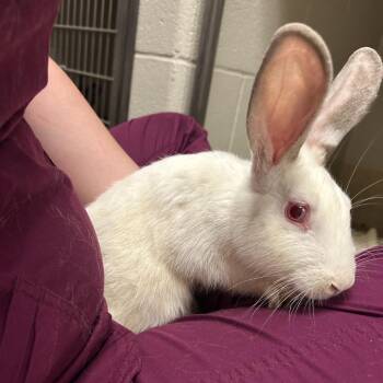 Pachinko -  Mini Rex and Himalayan Rabbit for Adoption in Bristol, Indiana - Pachinko | PetCurious
