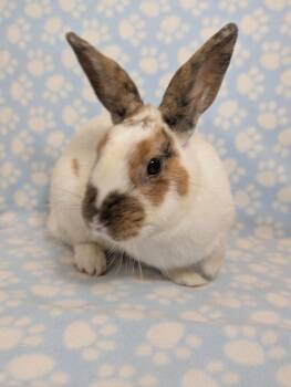Jellybean -  English Spot Rabbit for Adoption in Lake Elsinore, California - Jellybean | PetCurious