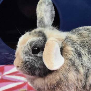 Sprout (bonded to Bean) -  Holland Lop Rabbit for Adoption in San Diego, California - Sprout (bonded To Bean) | PetCurious