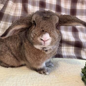 Atlas -  Mini Lop Rabbit for Adoption in Livermore, California - Atlas | PetCurious
