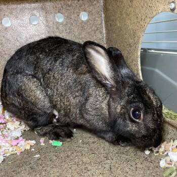 Madeline -  Silver Fox Rabbit for Adoption in Roanoke, Virginia - Madeline | PetCurious