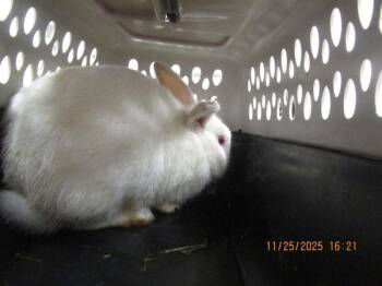 Bunny Rabbit Rabbits Available for Adoption - Trixie | PetCurious