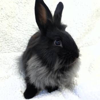 Pippin -  Lionhead Rabbit Available for Adoption in Michigan City, Indiana - Pippin | PetCurious