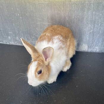 MARMALADE -  Bunny Rabbit Rabbit for Adoption in San Antonio, Texas - MARMALADE | PetCurious