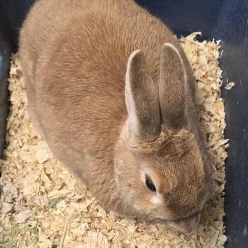 Kendel -  Netherland Dwarf Rabbit for Adoption in Camden, Delaware - Kendel | PetCurious