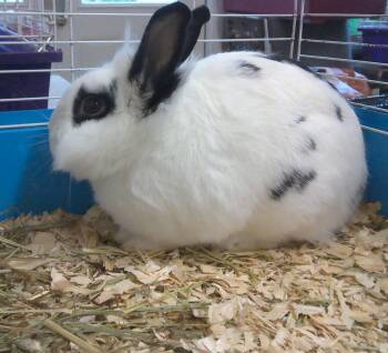 Rescue Bunny Rabbit Rabbits for Adoption in Trumbull, Connecticut - Nutmeg | PetCurious