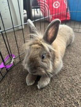 Rescue Lionhead Rabbits for Adoption in Wekiwa Springs, Florida - Hershey Kiss | PetCurious
