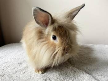 Fox -  Lionhead and Flemish Giant Rabbit for Adoption in Westford, Massachusetts - Fox | PetCurious