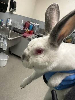 Bunny Rabbit Rabbits Available for Adoption in Las Vegas, Nevada - ABAD | PetCurious