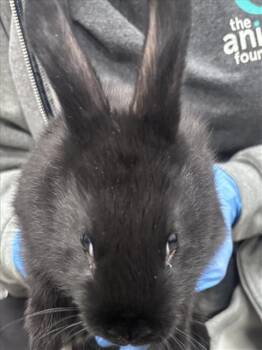 Bunny Rabbit Rabbits Available for Adoption - BELL | PetCurious