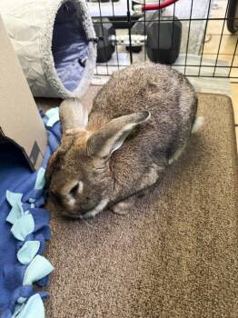 American and New Zealand Rabbits Available for Adoption in Melbourne, Florida - Echo | PetCurious