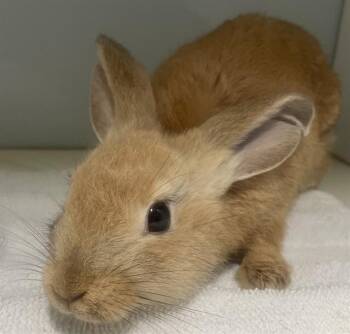 ERNIE -  Bunny Rabbit and American Rabbit Available for Adoption - ERNIE | PetCurious
