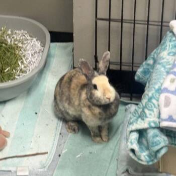 Chamomile -  Harlequin Rabbit for Adoption in Walker, Michigan - Chamomile | PetCurious
