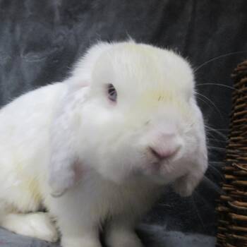 Echo -  Mini Lop Rabbit for Adoption in Wilmington, Delaware - Echo | PetCurious