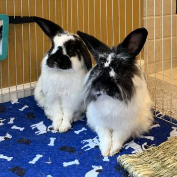 Checkers -  Bunny Rabbit Rabbit for Adoption in West Olive, Michigan - Checkers | PetCurious