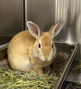 BUSTER -  Bunny Rabbit Rabbit for Adoption in Derwood, Maryland - BUSTER | PetCurious