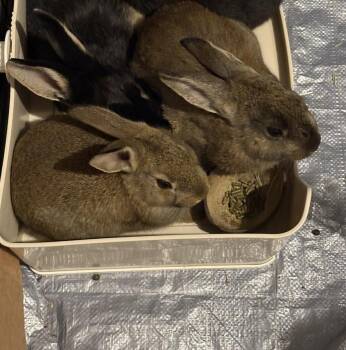 American and New Zealand Rabbits Available for Adoption - Henderson And Byers | PetCurious