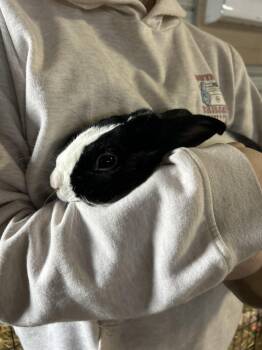 Dutch Rabbits Available for Adoption - Judy | PetCurious