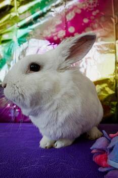 Lionhead Rabbits Available for Adoption in Long Beach, California - Bobby | PetCurious