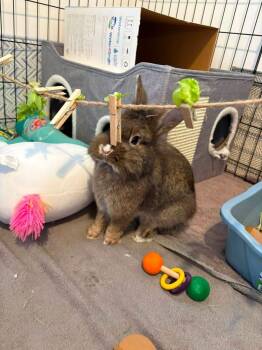 Baked Beans -  Lionhead Rabbit for Adoption in Saint Charles, Missouri - Baked Beans | PetCurious