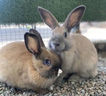 Rescue American Rabbits for Adoption in Oakland, California - Ron Howard (bonded W/ Clint Howard) | PetCurious