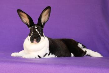 Rescue Bunny Rabbit Rabbits for Adoption in Santa Cruz, California - Velocity Aka Valleta | PetCurious