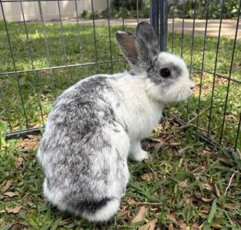 American Rabbits Available for Adoption - Garbanzo Bean | PetCurious