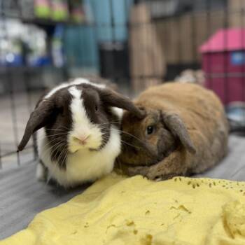 Holland Lop Rabbits Available for Adoption in San Diego, California - Cocoa Bun (bonded To Chocolate Chip) | PetCurious