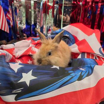 Luna -  Lionhead Rabbit for Adoption in The Woodlands, Texas - Luna | PetCurious