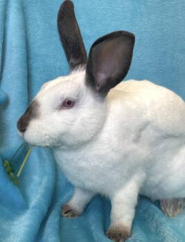 Hutch -  Himalayan Rabbit for Adoption in Chicago, Illinois - Hutch | PetCurious