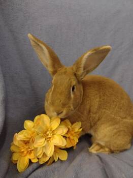 Rescue Palomino and Rex Rabbits for Adoption in Plymouth, Michigan - Marigold | PetCurious