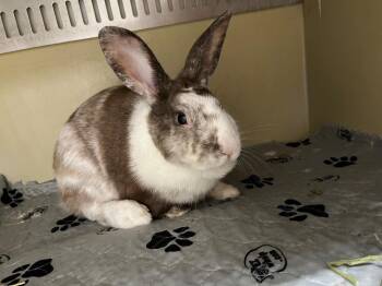 Peanut -  Harlequin Rabbit for Adoption in Pflugerville, Texas - Peanut | PetCurious