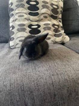 Avi -  Holland Lop Rabbit for Adoption in Santa Cruz, California - Avi | PetCurious