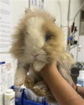Rescue Bunny Rabbit Rabbits for Adoption in Camarillo, California - A872280 | PetCurious