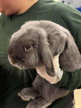 A1934019 -  Holland Lop Rabbit for Adoption in Riverside, California - A1934019 | PetCurious